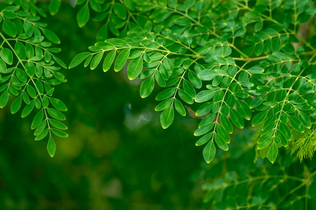 Moringa tree image